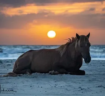 Assateague pony