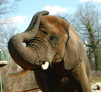 Elephant at The Maryland Zoo in Baltimore