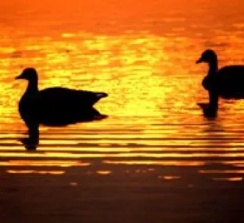 Myrtle Grove Wildlife Management Area Photo